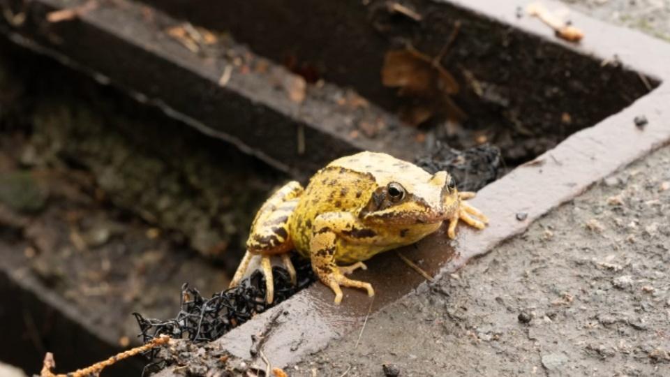 british conservationists are installing special 039 ladders 039 in roadside drains to help give stricken amphibians an escape route from certain death photo reuters