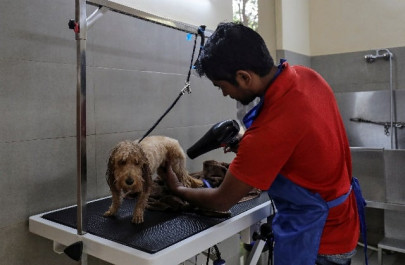 india s pampered pooches get clean air as people choke on smog