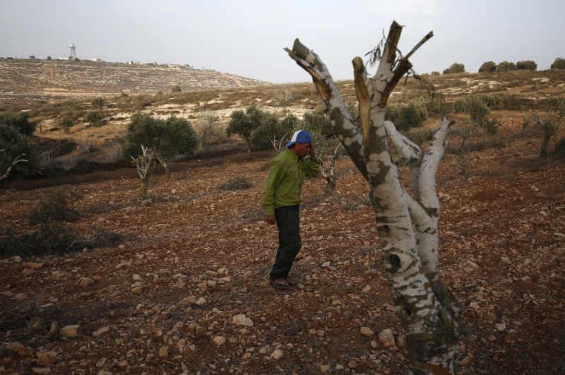 palestinian farmer mahmud abu shinar says the sight of severed olive trees has become a familiar one photo afp