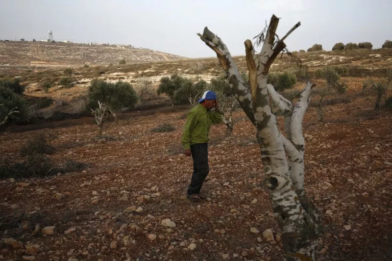 palestinian farmer mahmud abu shinar says the sight of severed olive trees has become a familiar one photo afp palestinian farmer mahmud abu shinar says the sight of severed olive trees has become a familiar one photo afp