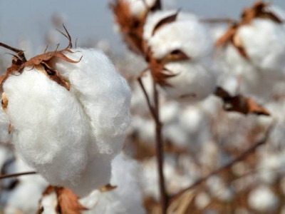 pcga suspends cotton purchase from growers