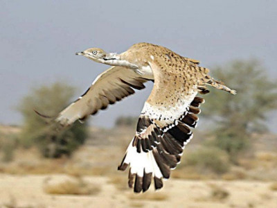 uae pakistan efforts needed for houbara conservation uae pakistan efforts needed for houbara conservation