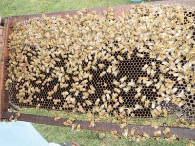 pfa launches drive against substandard honey farms pfa launches drive against substandard honey farms