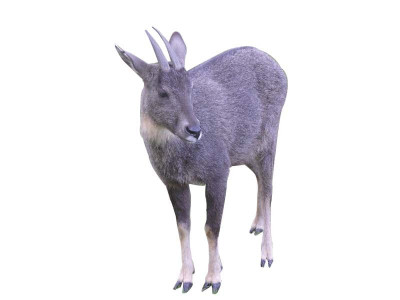 margalla hills gray goral under threat from poachers