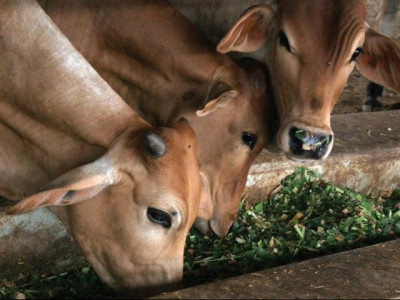 china offers to set up disease free cattle zones in pakistan china offers to set up disease free cattle zones in pakistan