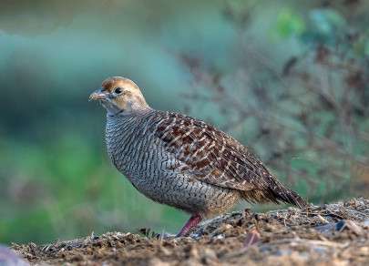 wildlife dept allows hunting of partridges wildlife dept allows hunting of partridges