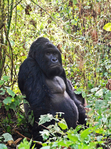 this file photo taken on august 1 2015 shows a male mountain gorilla in the jungle at bukima in virunga national park eastern democratic republic of congo photo afp this file photo taken on august 1 2015 shows a male mountain gorilla in the jungle at bukima in virunga national park eastern democratic republic of congo photo afp
