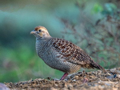 procedure notified partridge hunting from nov 25 procedure notified partridge hunting from nov 25