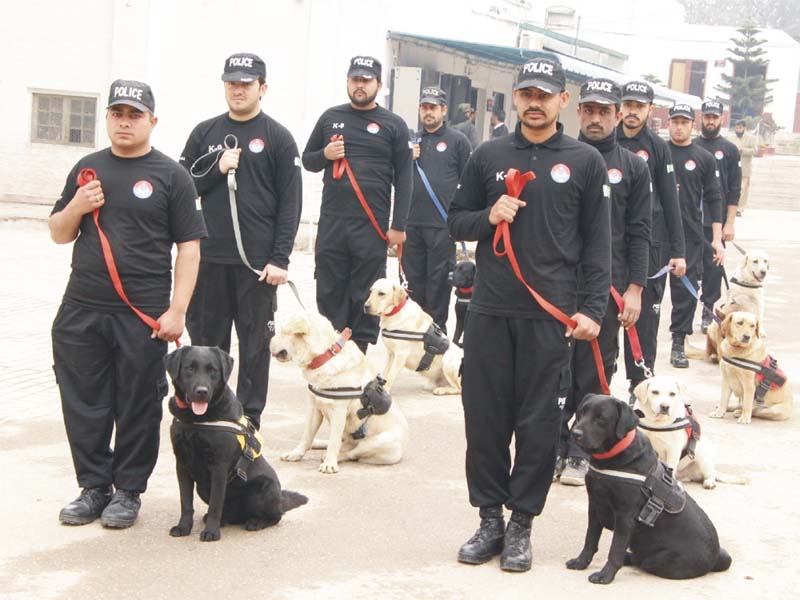 police sniffer dogs of k 9 unit with their handlers photo express