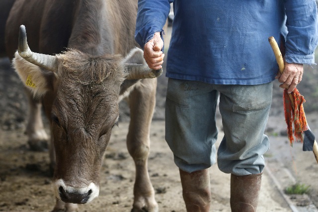 armin capaul the horned cow initiative hornkuh initiative founder holds a horn of one of his cows ahead of a national vote on november 25 at the valengiron farm in perrefitte near moutier switzerland photo reuters