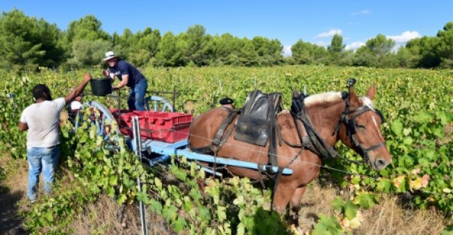 afp file a growing number of french vineyards have adopted natural methods for protecting grapes from pests and mould without chemical pesticides photo afp