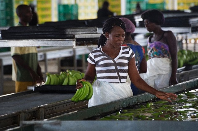 green fuel bananas to help wean angola off oil