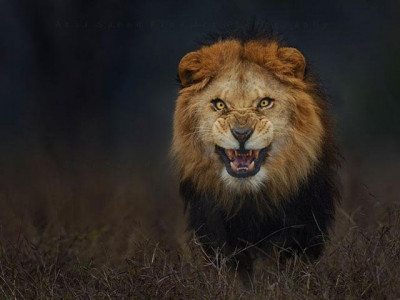 lahore zoo sets sights on night safari