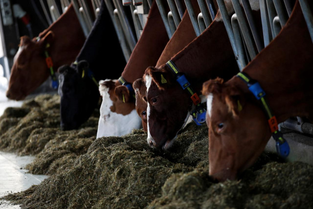 cows without horns eat hay ahead of a national vote on the horned cow initiative hornkuh initiative at stefan gilgen 039 s farm in oberwangen switzerland photo reuters cows without horns eat hay ahead of a national vote on the horned cow initiative hornkuh initiative at stefan gilgen 039 s farm in oberwangen switzerland photo reuters