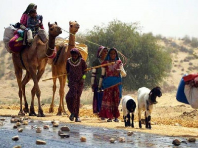 free fodder for 20 000 households breeding livestock in tharparkar free fodder for 20 000 households breeding livestock in tharparkar