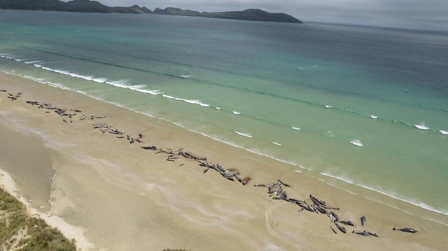 this handout photo taken and released on november 26 2018 from the new zealand department of conservation shows dead pilot whales on a remote beach on stewart island in the far south of new zealand photo afp this handout photo taken and released on november 26 2018 from the new zealand department of conservation shows dead pilot whales on a remote beach on stewart island in the far south of new zealand photo afp