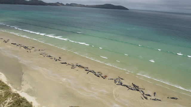 this handout photo taken and released on november 26 2018 from the new zealand department of conservation shows dead pilot whales on a remote beach on stewart island in the far south of new zealand photo afp