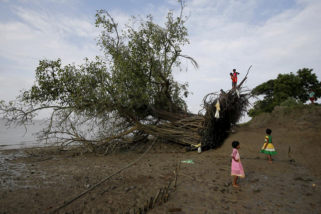 children play on a banyan tree which was uprooted by high tide on ghoramara island india september 7 2018 photo reuters children play on a banyan tree which was uprooted by high tide on ghoramara island india september 7 2018 photo reuters