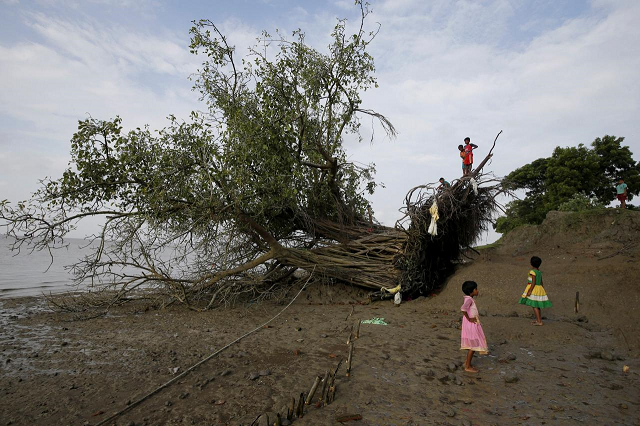 children play on a banyan tree which was uprooted by high tide on ghoramara island india september 7 2018 photo reuters