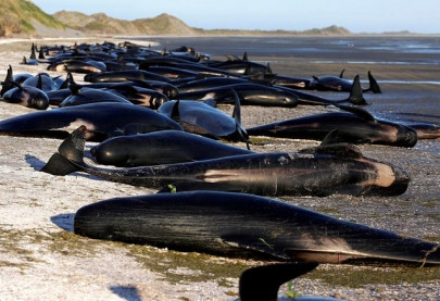 new zealand whale strandings linked to ocean warming new zealand whale strandings linked to ocean warming
