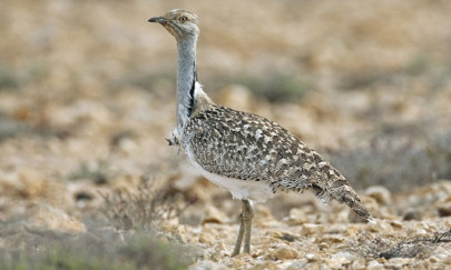 qatari royal issued permit to hunt 100 rare birds qatari royal issued permit to hunt 100 rare birds