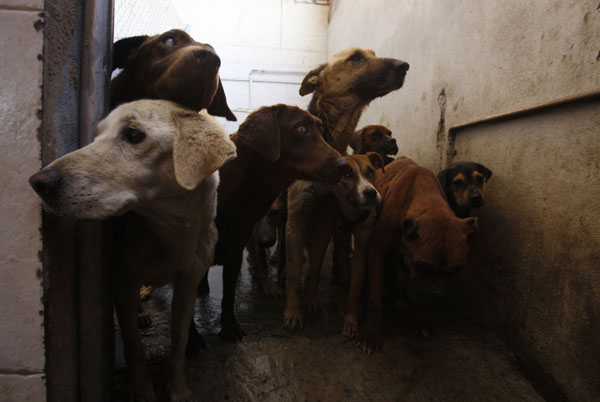 stray dogs stand in an enclosure at a dog pound photo reuters