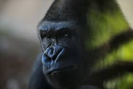 gorilla at a british zoo photo reuters