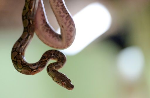 chanel has made the world a little safer for snakes   photo afp