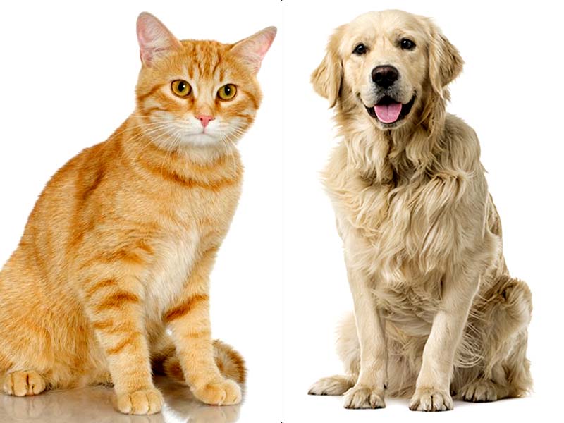 a recent study suggests that dogs do not possess a particularly higher intelligence than cats as well as a number of other creatures photo express file