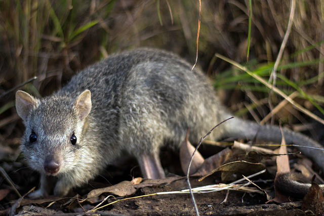 this handout picture taken on june 23 2016 and released by wwf australia and james cook university shows a northern bettong bettongia tropica at a wildlife care house in ravenshoe queensland photo afp this handout picture taken on june 23 2016 and released by wwf australia and james cook university shows a northern bettong bettongia tropica at a wildlife care house in ravenshoe queensland photo afp