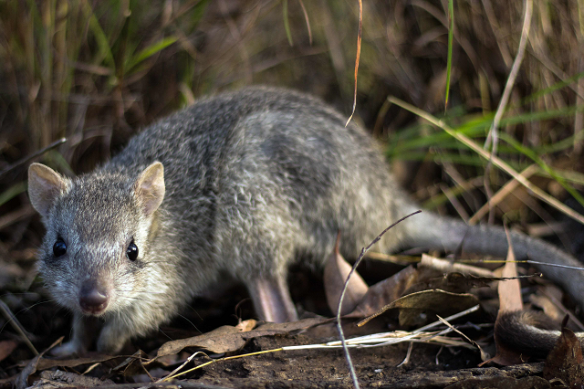 extinction warning for australia s truffle eating rat kangaroo