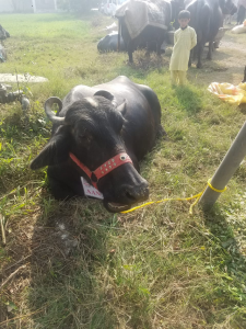 udder power rani bags top prize in peshawar buffalo competition udder power rani bags top prize in peshawar buffalo competition
