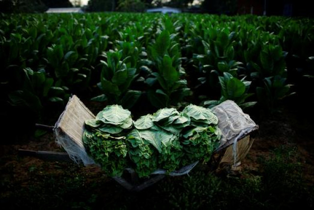 a representational image of tobacco farm photo reuters a representational image of tobacco farm photo reuters