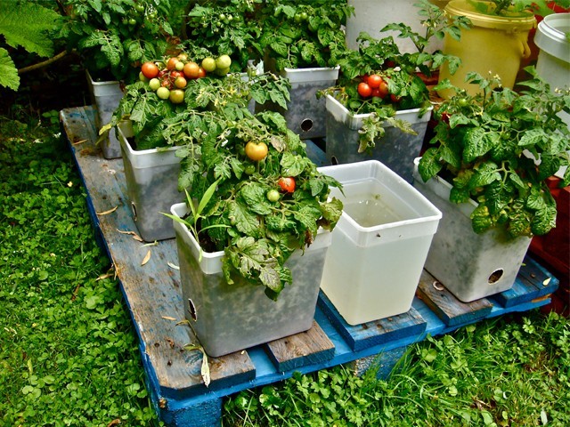 as part of plan techniques to produce fresh fruits vegetables will be extended to semi urban and rural areas photo reuters