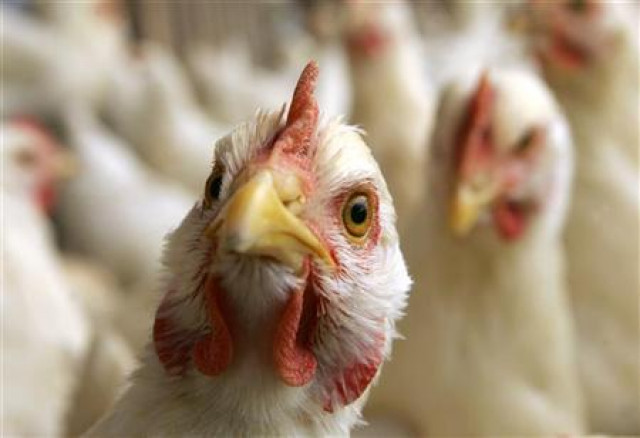 a reuters file photo fo a chicken a reuters file photo fo a chicken