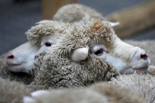 a flock of sheep photo reuters a flock of sheep photo reuters