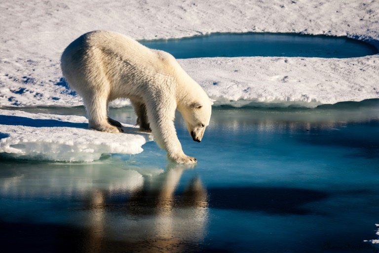 polar bear in the arctic region photo afp