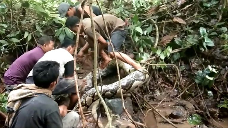 indonesian villagers initially thought the giant snake was just an old log before one of them touched the serpent triggering it into action photo afp