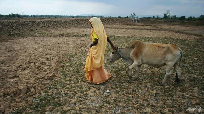 hindus consider cows sacred and the bjp led by prime minister narendra modi has campaigned for their protection at a state and national level photo afp