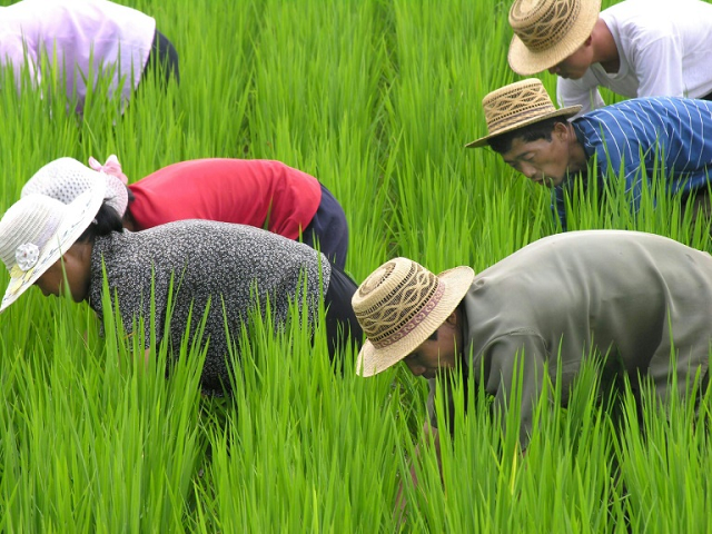 rice output is expected to come in below average because of erratic rains the un 039 s food and agriculture organization warned adding that food insecurity 039 continues to remain a key concern 039 photo afp