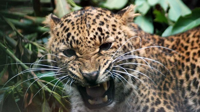 leopard kills meditating indian monk