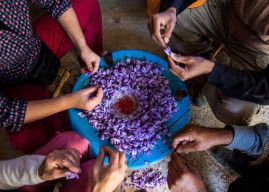 rs500m saffron cultivation project launched rs500m saffron cultivation project launched