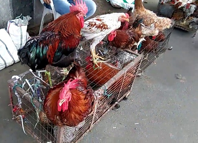 every poultry bird at government farms is properly vaccinated photo youtube screengrab