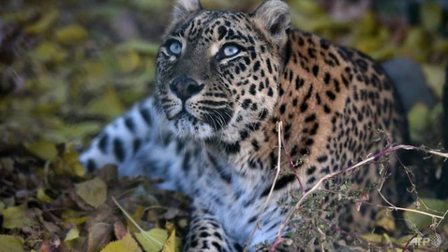 leopard rests at the dachigam national park outside srinagar photo afp leopard rests at the dachigam national park outside srinagar photo afp