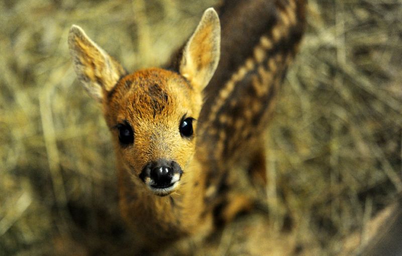 fawns like this one pictured in may 2017 in france have been killed in their hundreds by berry and his family photo afp