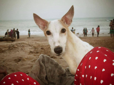 hopeful the story of my adopted disabled dog