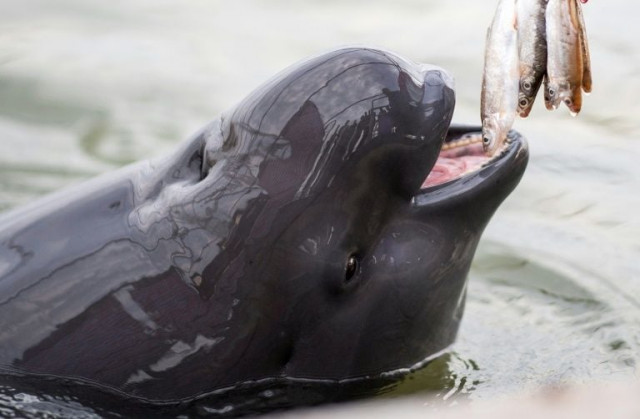 pollution overfishing hydroelectric dams and shipping traffic have rendered the yangtze finless porpoise critically endangered worse off even than china 039 s best known symbol of animal conservation the panda photo afp pollution overfishing hydroelectric dams and shipping traffic have rendered the yangtze finless porpoise critically endangered worse off even than china 039 s best known symbol of animal conservation the panda photo afp