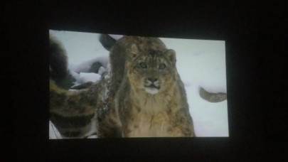 pakistan s rare snow leopards showcased in latest documentary