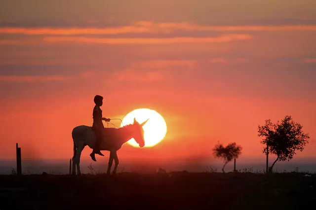 a bedouin boy rides a donkey on a sunset in a field near the southern city of ofakim israel december 22 2018 photo reuters