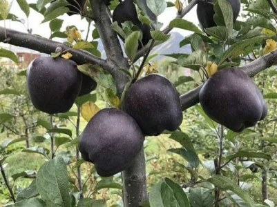 you ve probably never heard of black apples but they grow in china
